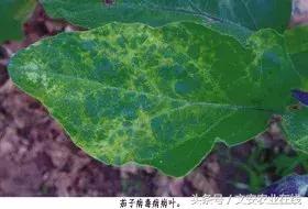 茄子的种植和管理及病虫害的防治,茄子蚜虫