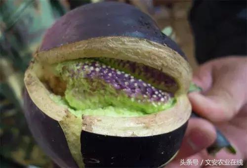 茄子的种植和管理及病虫害的防治,茄子蚜虫