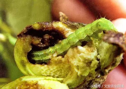 茄子的种植和管理及病虫害的防治,茄子蚜虫