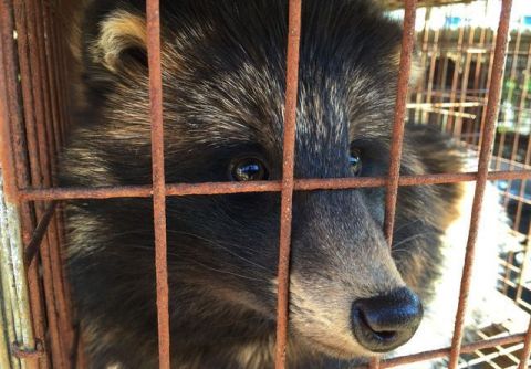 它们“一辈子”被关在牢笼里,直到死才知道一生的“价值”