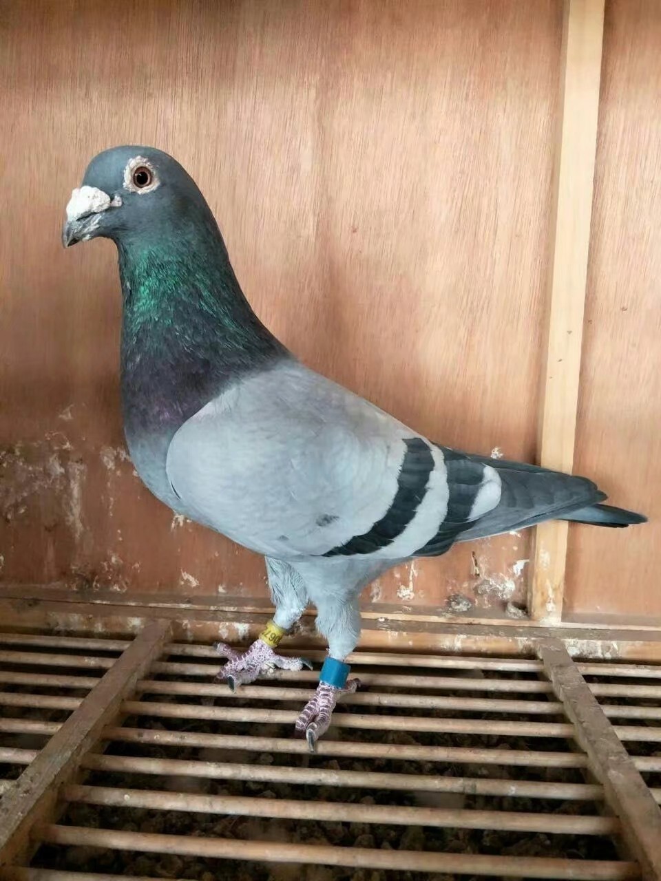 信鸽怎么出好幼鸽,鸽子冬季可以繁殖吗