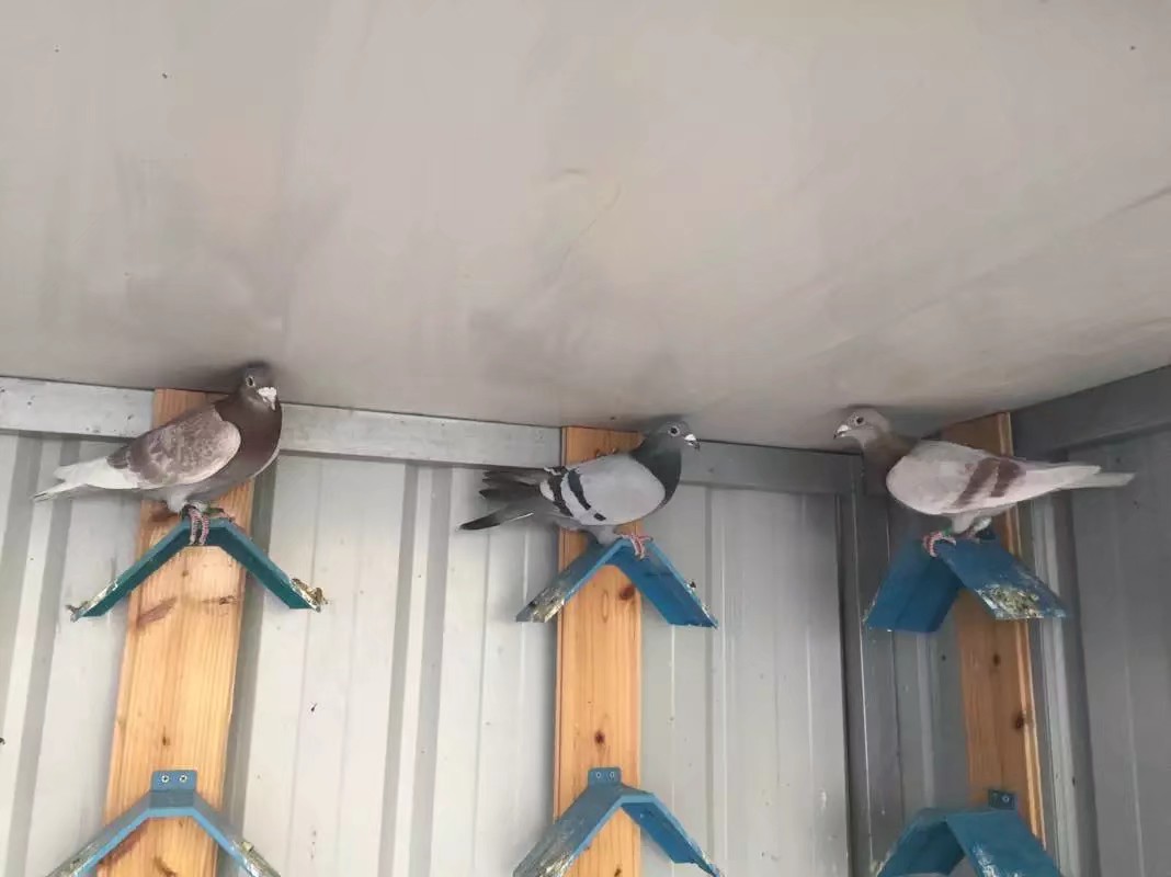 信鸽怎么出好幼鸽,鸽子冬季可以繁殖吗