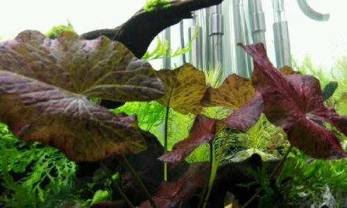 鱼缸里已经有水怎么种植水草种子,鱼缸造景的草怎么能养好