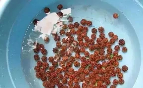 别愁啦！手把手教你清洗金刚，照着做就行！