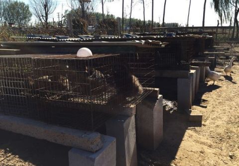 它们“一辈子”被关在牢笼里,直到死才知道一生的“价值”