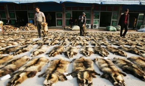 它们“一辈子”被关在牢笼里,直到死才知道一生的“价值”