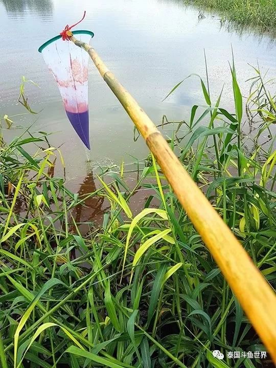 泰国斗鱼两日游攻略,泰国顶级斗鱼渔场两日游