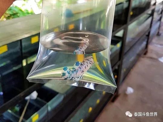 泰国斗鱼两日游攻略,泰国顶级斗鱼渔场两日游