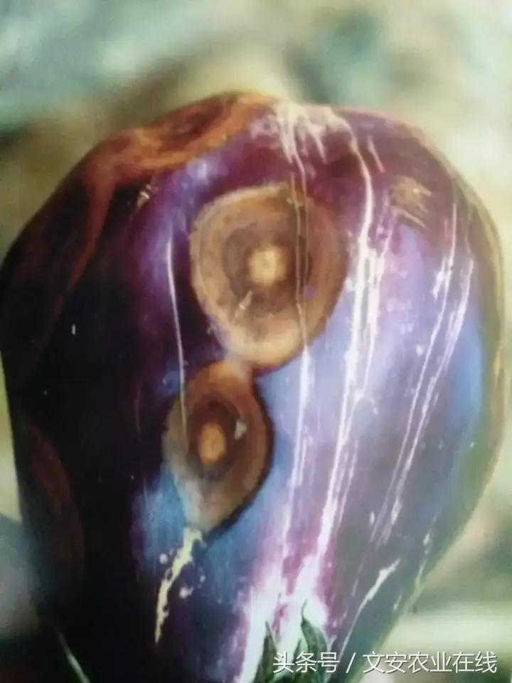 茄子的种植和管理及病虫害的防治,茄子蚜虫