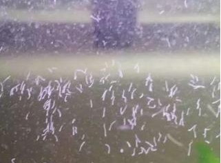 鱼缸玻璃上有小小的白色虫子,鱼缸内白色细长虫子