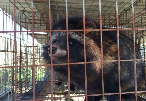 它们“一辈子”被关在牢笼里,直到死才知道一生的“价值”