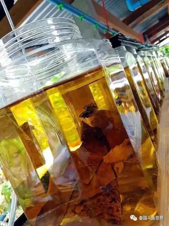 泰国斗鱼两日游攻略,泰国顶级斗鱼渔场两日游