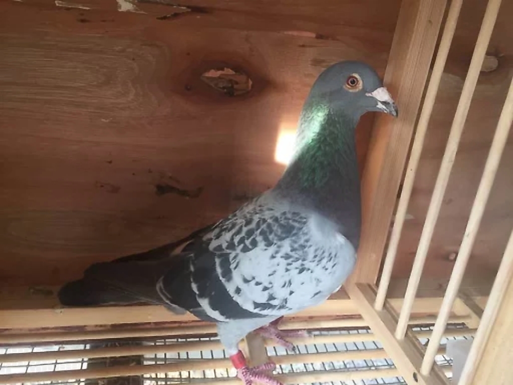 信鸽怎么出好幼鸽,鸽子冬季可以繁殖吗