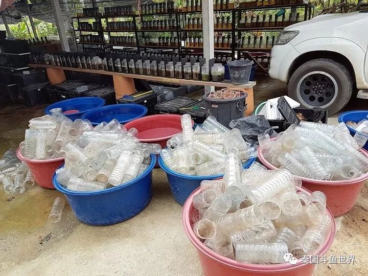 泰国斗鱼两日游攻略,泰国顶级斗鱼渔场两日游