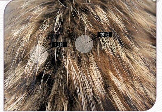 你衣服上的毛领是真的么，买的值不值？教你识别毛领的真假贵贱！