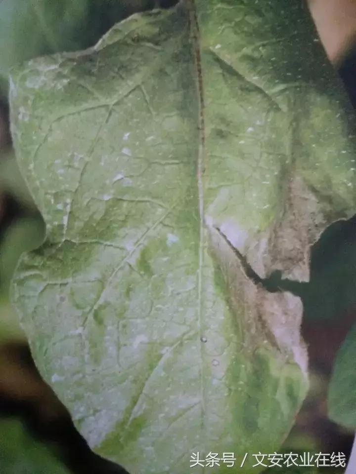 茄子的种植和管理及病虫害的防治,茄子蚜虫
