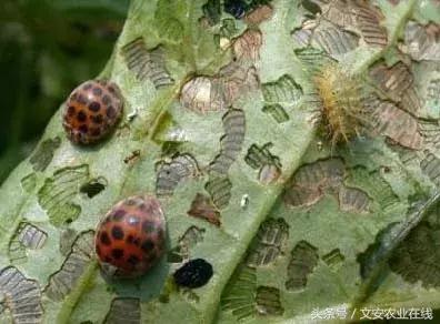 茄子的种植和管理及病虫害的防治,茄子蚜虫