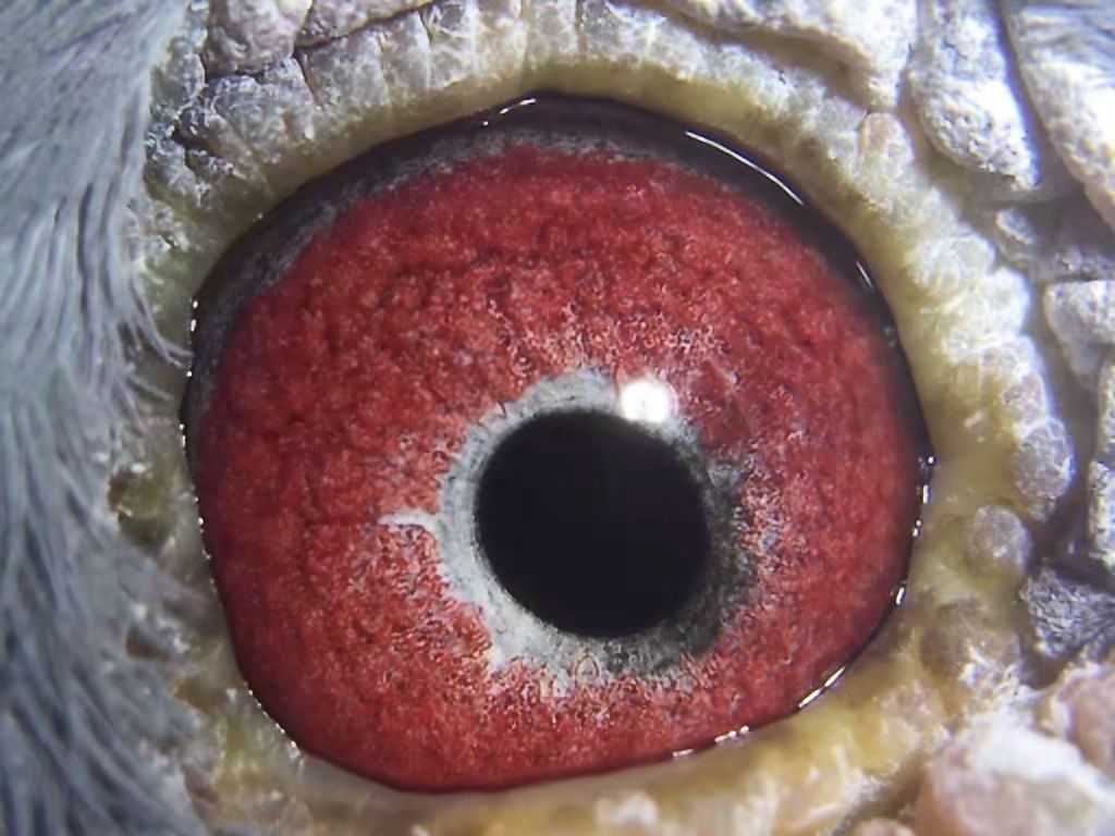 信鸽怎么出好幼鸽,鸽子冬季可以繁殖吗