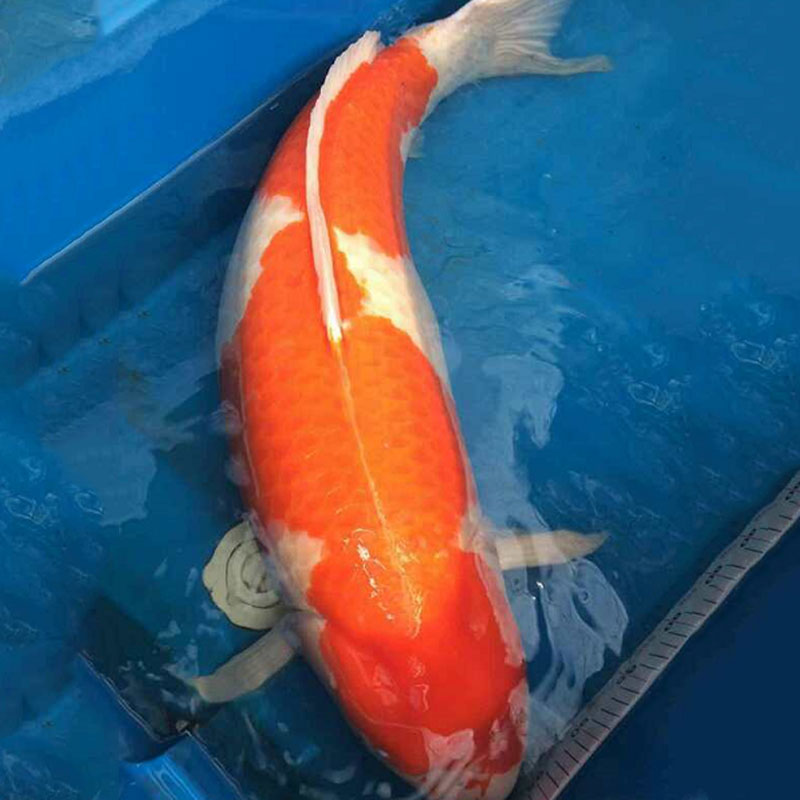 锦鲤的肢体语言分析,锦鲤的行为语言