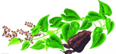 野生何首乌比普通首乌有什么好处,野生九制何首乌价格行情