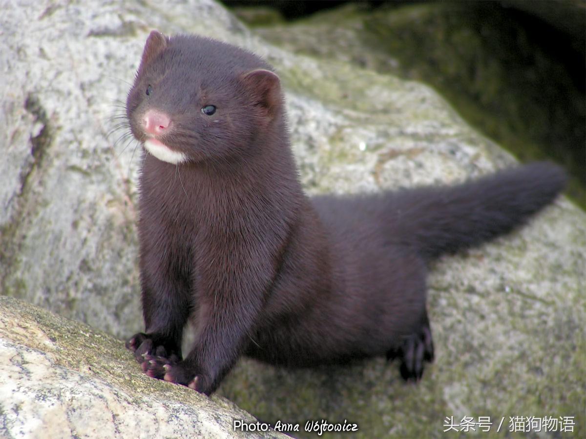 宠物貂饲养视频大全教程,宠物貂饲养的关注事项