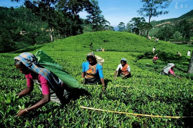 往返二张机票,往返机票去云南和西双版纳