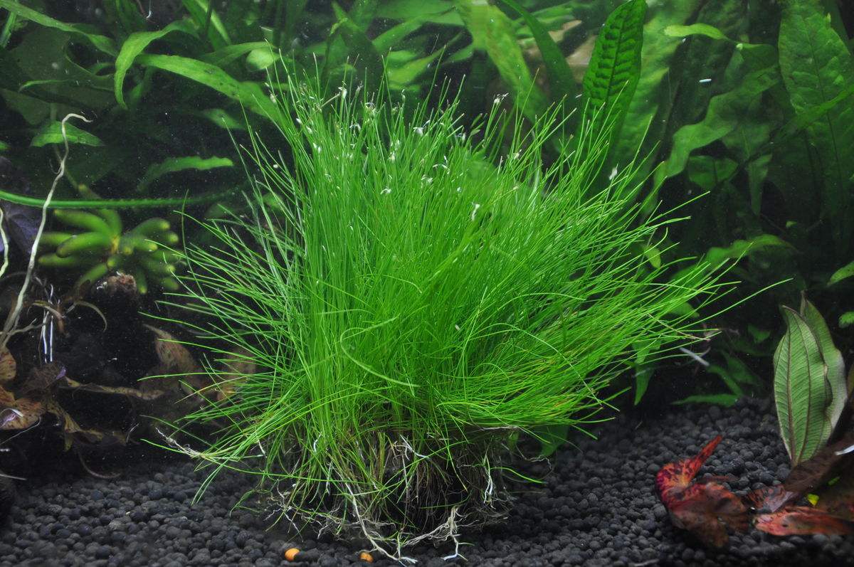 鱼缸里已经有水怎么种植水草种子,鱼缸造景的草怎么能养好