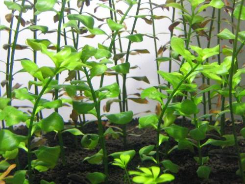 鱼缸里已经有水怎么种植水草种子,鱼缸造景的草怎么能养好