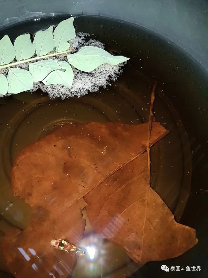 泰国斗鱼两日游攻略,泰国顶级斗鱼渔场两日游