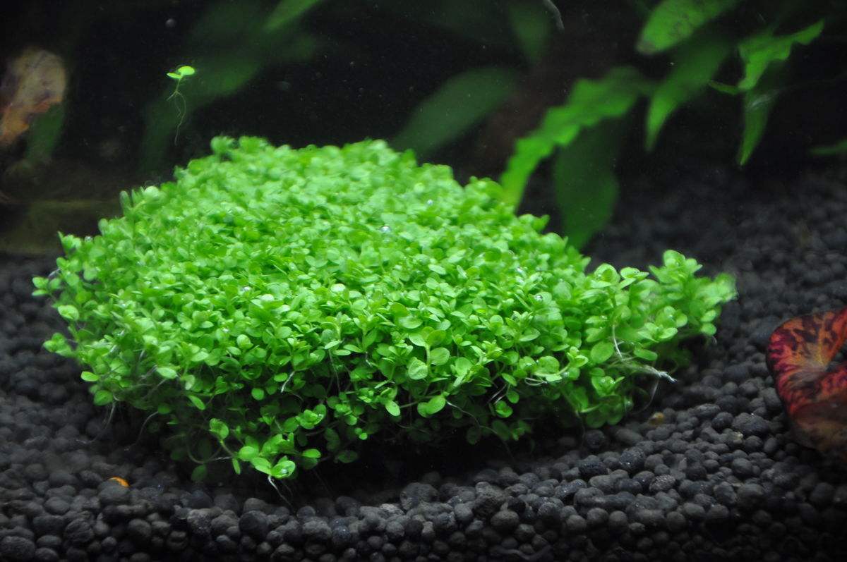 草缸造景中景草怎样选,草缸水草造景教学视频