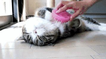 不到10块却一直回购的东西粉底刷,20块钱的粉底液测评