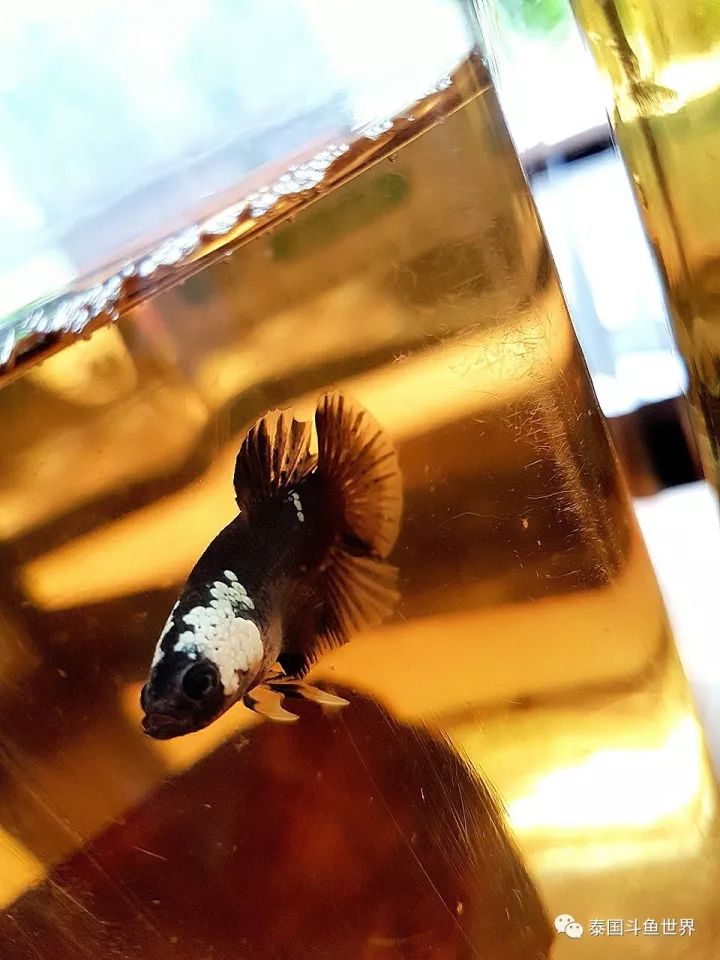 泰国斗鱼两日游攻略,泰国顶级斗鱼渔场两日游