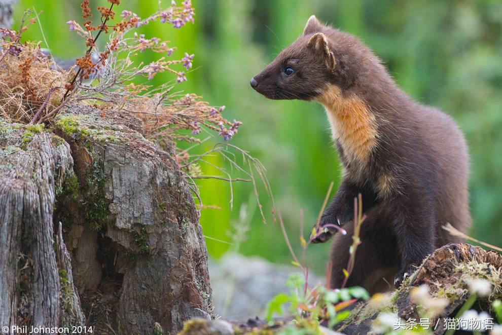 宠物貂饲养视频大全教程,宠物貂饲养的关注事项