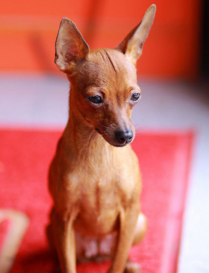 深度解读真假美猴王 (细节分辨真假美猴王)