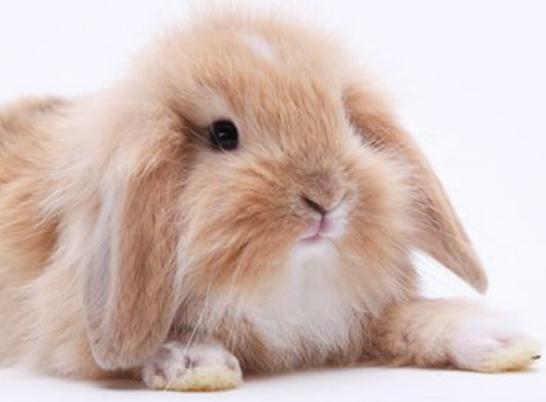 兔子垂耳兔挂链,垂耳兔挂链子