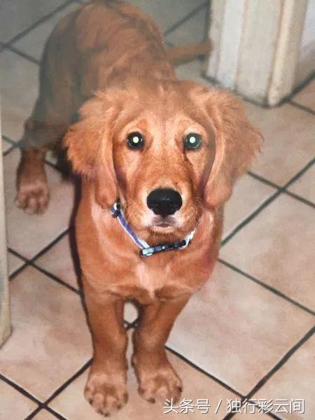 这只金毛治愈了她的抑郁症