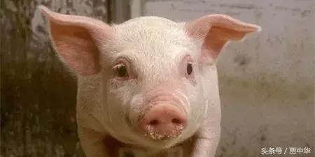 治猪病的草药,什么药能治猪的百病