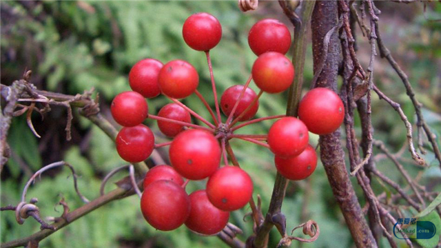 小康说药,金刚藤胶囊对盆腔炎效果怎么样