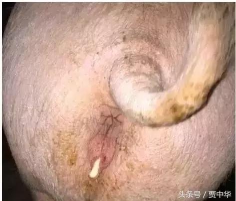 治猪病的草药,什么药能治猪的百病