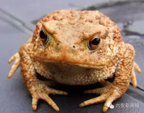 金寨方言各乡镇不一样,金寨方言