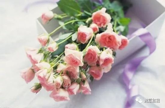 塑料瓶扦插什么花最好,花的瓶插方法