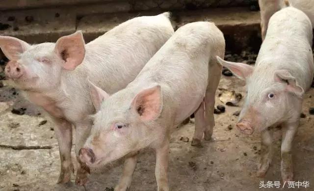 治猪病的草药,什么药能治猪的百病