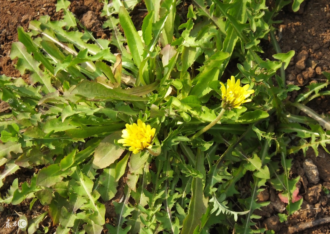 艾滋病患者应该吃什么最好,艾滋病必须吃的6种食物