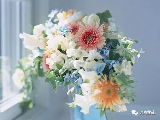 塑料瓶扦插什么花最好,花的瓶插方法