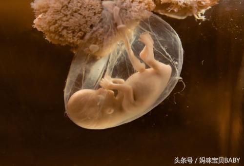 孕15天的宝宝有多大,孕23周宝宝打嗝在肚子里的样子