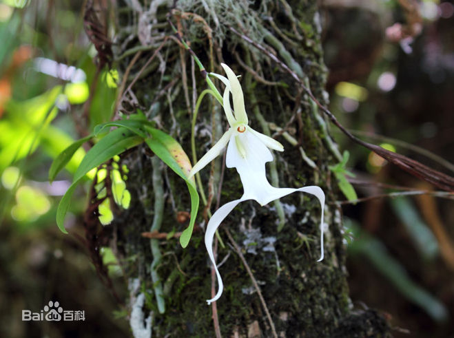 贵州省最名贵十种兰花,蕙兰最名贵十种兰花