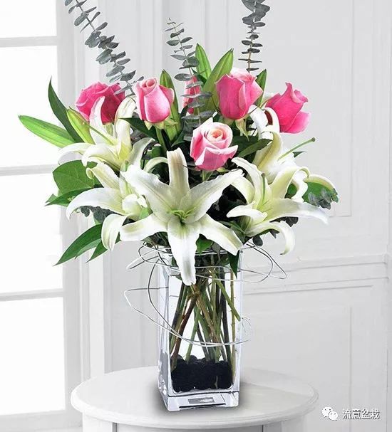 塑料瓶扦插什么花最好,花的瓶插方法