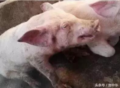 治猪病的草药,什么药能治猪的百病