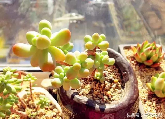 新买的多肉怎么养才能养好,养多肉的乐趣在于什么