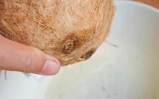 椰子怎么打开最简单方法,椰子怎么打开教学